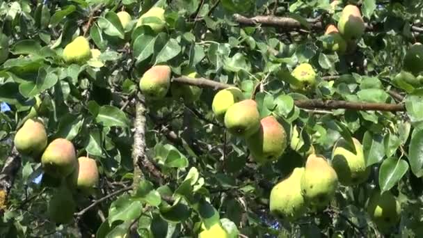 Blöta mogna päron på trädgren i trädgården efter regn — Stockvideo