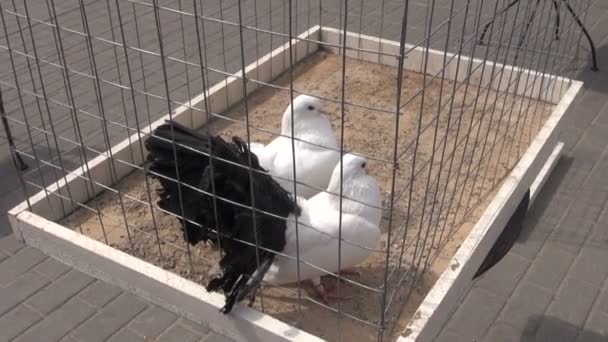 Клітка з парами голубів на ринку — стокове відео
