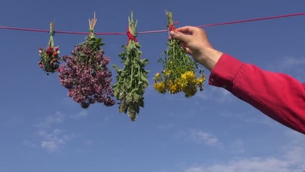 Opknoping verse medische kruiden bloemen bos — Stockvideo