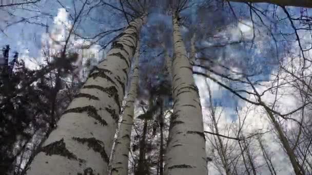 Spring strong wind in birch tree forest. Timelapse 4K — Stock Video