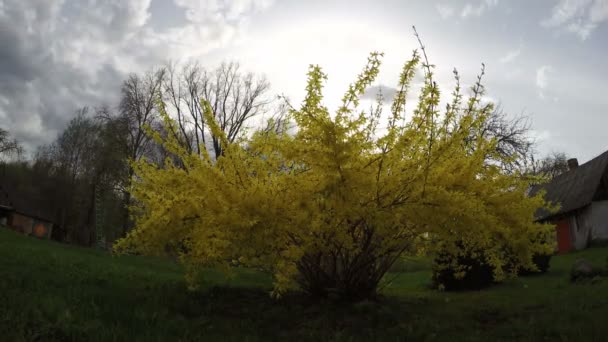 Цветущие желтые весенние кусты в движении фермы и облаков. Timelapse 4K — стоковое видео