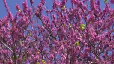güzel çiçek açması bahar ağacında Rodos, Yunanistan