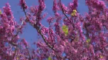 güzel Erguvan Ağacı çiçeği bahar Rüzgar, Rhodes, Yunanistan