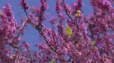 güzel Erguvan Ağacı çiçeği bahar Rüzgar, Rhodes, Yunanistan