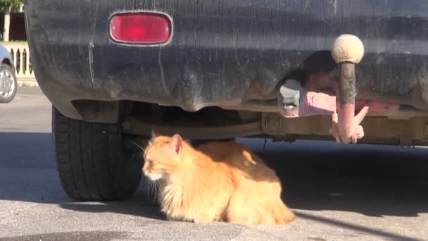 Viejo gato resto mentir en sol cerca coche en calle — Vídeos de Stock