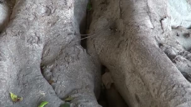 Gamla stora trädrötter i Rhodos stadspark, Dodekanisos, Grekland — Stockvideo