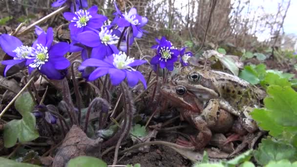 Par gemensamma grodor (Rana temporaria) och violetta blommor under våren — Stockvideo