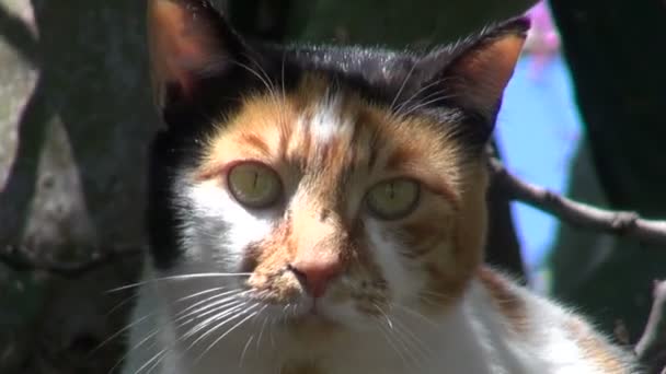 Kedi Rhodes terk edilmiş bahçesinde bulunan kaktüs opuntia ve Erguvan Ağacı — Stok video