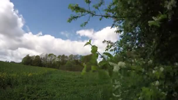 Frühlingswind und Vogelkirschzweig mit Blüten. Zeitraffer 4k — Stockvideo