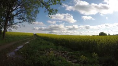kolza tarla yolu ve güzel bulutlar. Panoramik timelapse 4k