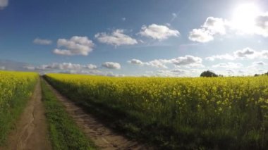kolza tohumu alanı ve kırsal çakıl yol bahar. Timelapse 4k