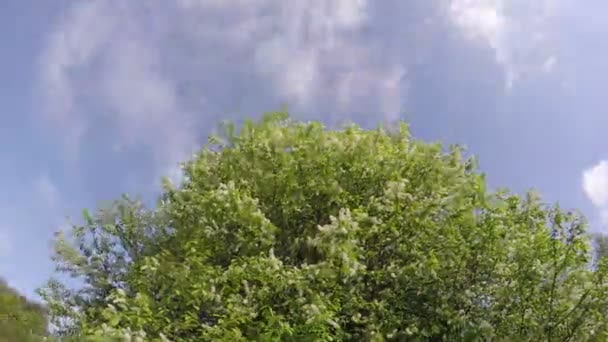 Blossoming  bird cherry tree in wind and clouds motion. Timelapse 4K — Stock Video