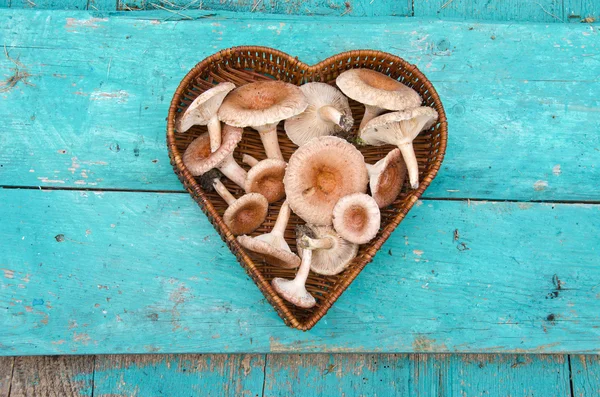 Edible mushrooms fungi in heart form wicker basket — Stock Photo, Image