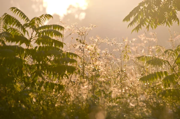 Sommer Ende Tau Morgen Gras und Nebel Nebel Hintergrund — Stockfoto