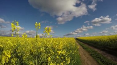ilkbaharda güzel tarım arazisi kolza alanı ve kırsal yol. 4k