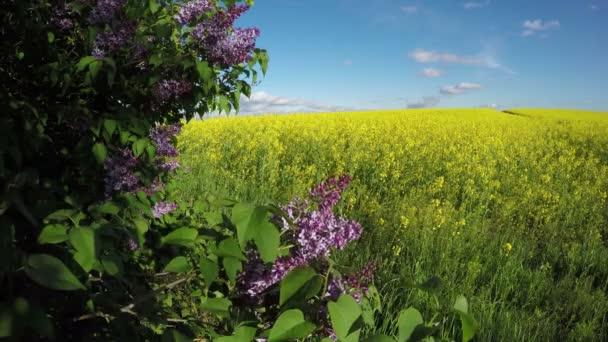 Lila rosa Syringa vulgaris Buschblüten und Rapsfeld. 4k — Stockvideo