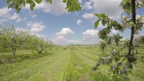 Güzel bahar çiçek açan elma ağacı meyve bahçesi ve bulutlar hareket, timelapse 4k — Stok video