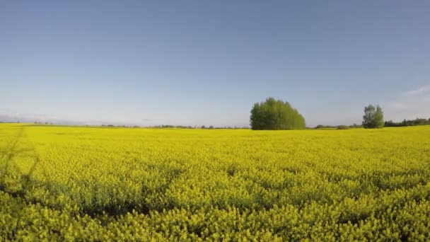 Spring evening shadows on yellow blossoming rapeseed field, timelapse 4K — Stock Video