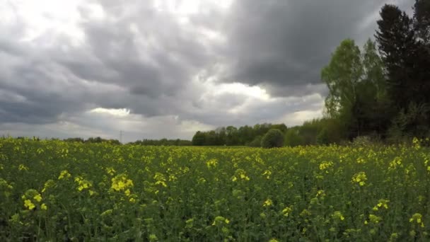 Темно-весенние дождевые облака и поле рапса сельского хозяйства, время 4K — стоковое видео