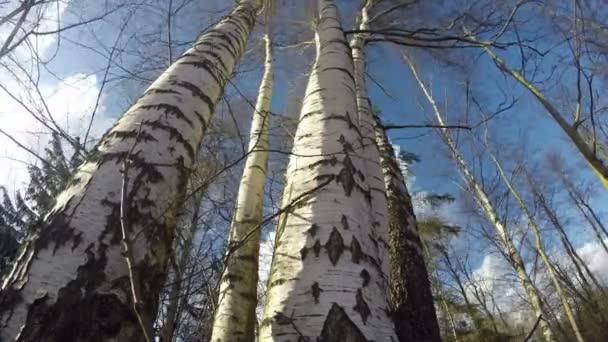 Storm wind in spring birch  forest. Timelapse 4K — Stock Video