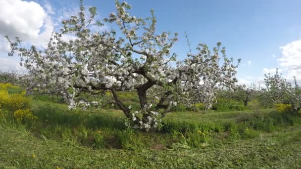 Hermosa agricultura floreciente huerto de manzanos panorama jardín. Timelapse 4K — Vídeos de Stock