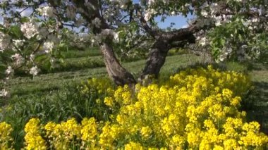 güzel tarım çiçek açması elma ağacı meyve bahçesinde