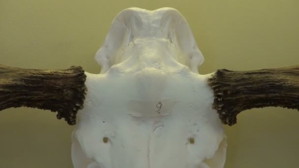 ハンティング トロフィー。角角とムース エルクの骨頭蓋骨 — ストック動画