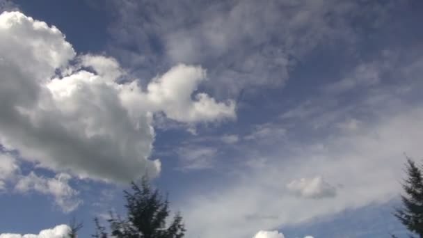 Tannenwipfel und Wolken aus dem Autofenster. Hintergrundinformationen zur Geschwindigkeit — Stockvideo