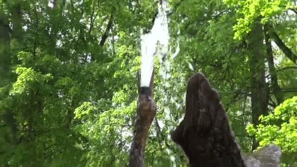 Ornate fountain with water splash and crane sculpture in old park — Stock Video
