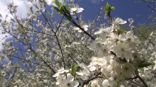 Schöner Frühlingspflaumenbaum blüht am Himmel — Stockvideo