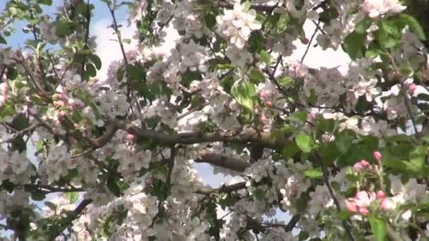 Промышленный сад с цветущей яблоней — стоковое видео