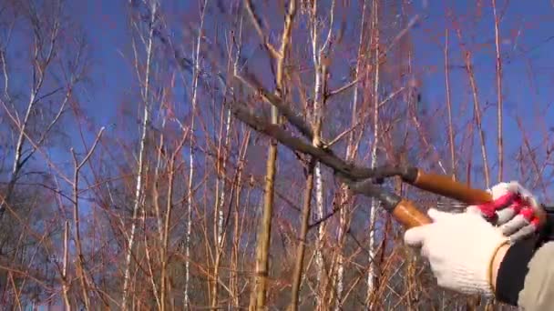Čalounění prořezávat dekorativní vrbovou větvičkou Bushe v zahradě farmy — Stock video