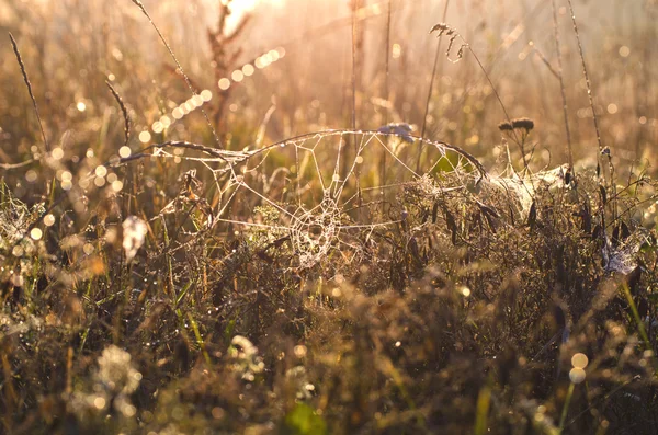 Daggiga spiderwed och hösten gräs bakgrund — Stockfoto