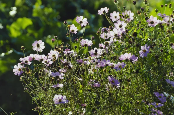 Summer flowers in morning sunlight — Stock Photo, Image