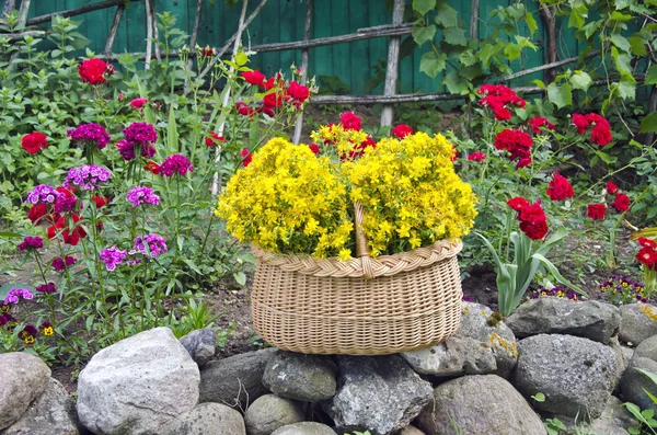 St. Johns wort medische bloemen bos in mand — Stockfoto