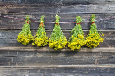 five bunch fresh medical herbs St John's wort hang on wooden wall
