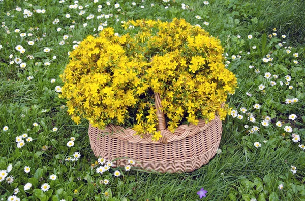 Полная плетеная корзина медицинских цветов из сусла Сент-Джонс. Концепция летнего сезона — стоковое фото