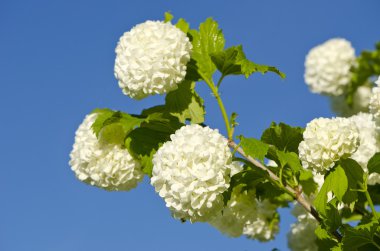beautiful viburnum Guelder Rose Snowball tree (Viburnum opulus) blossoms