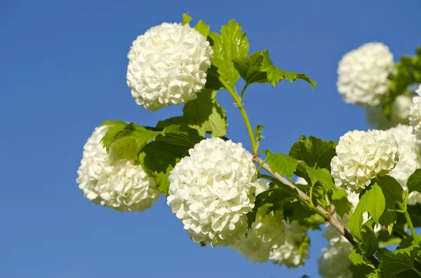 Bellissimo albero di viburno Guelder Rose Snowball (Viburnum opulus) fioriture — Foto Stock