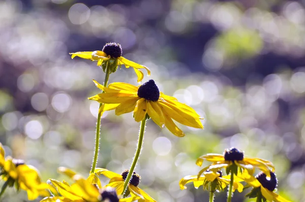 Rudbeckia flowers in morning sunlight — Stock Photo, Image