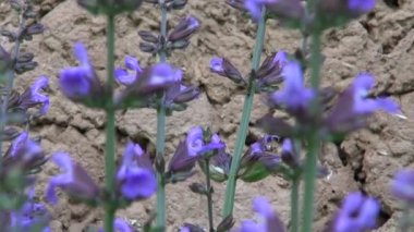 güzel adaçayı (Salvia officinalis) tıbbi bitki çiçekleri Bahçe ahır duvarının yakınında