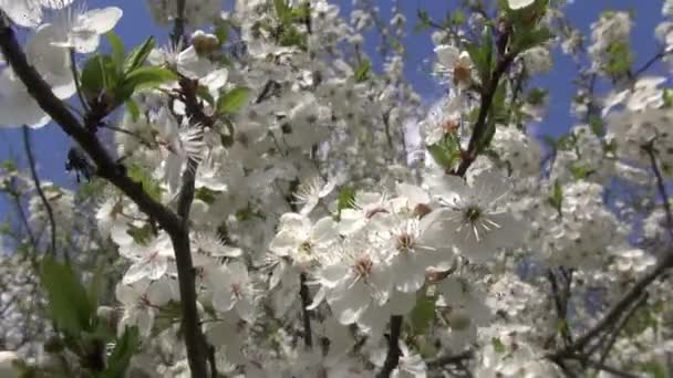 Vackra blommande äppelträd i vår fruktträdgård trädgård — Stockvideo