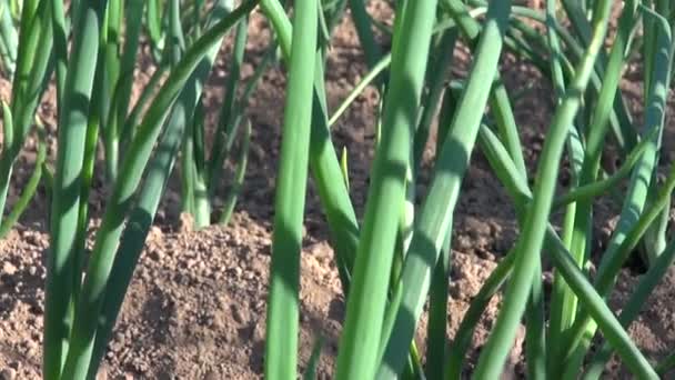 Plantación de cebolla fresca en la granja — Vídeos de Stock