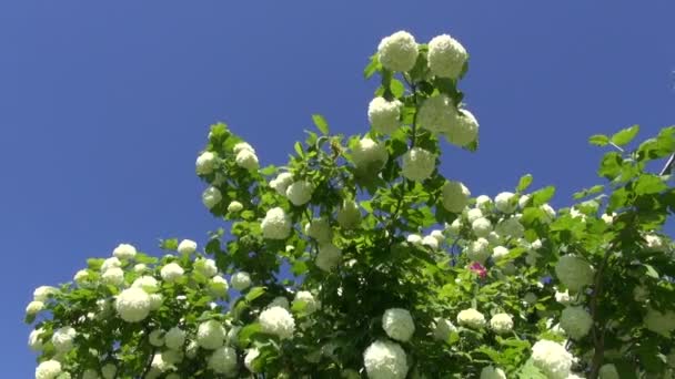 Beautiful viburnum blossoms on sky background — Stock Video