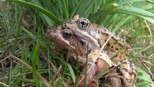 Par de dos ranas en la hierba en primavera — Vídeo de stock