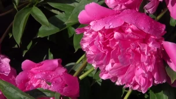 Mooie dewy peony bloemen in zomertuin na regen — Stockvideo