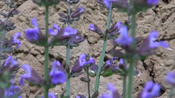 Beautiful sage (Salvia officinalis) medical plant blossoms in garden near barn wall — Stock Video