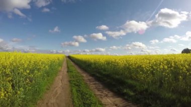 Tarım kırsal yol ve güzel çiçek açması kolza tohumu alan panorama. Timelapse 4k