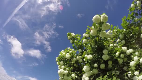 Bela árvore viburnum bola de neve floresce no vento e nuvens movimento. Prazo de validade 4K — Vídeo de Stock