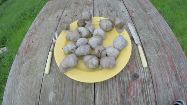 Muchos caracoles franceses vivos (Helix pomatia) en plato sobre mesa de jardín. Timelapse 4K — Vídeos de Stock